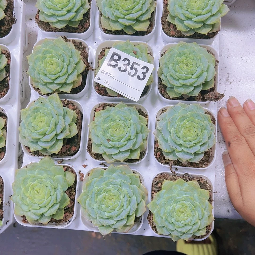 353纯爱12个带拖