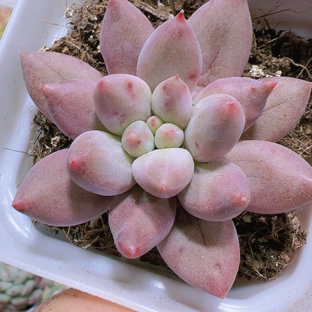 红蜻蜓多肉植物19包邮