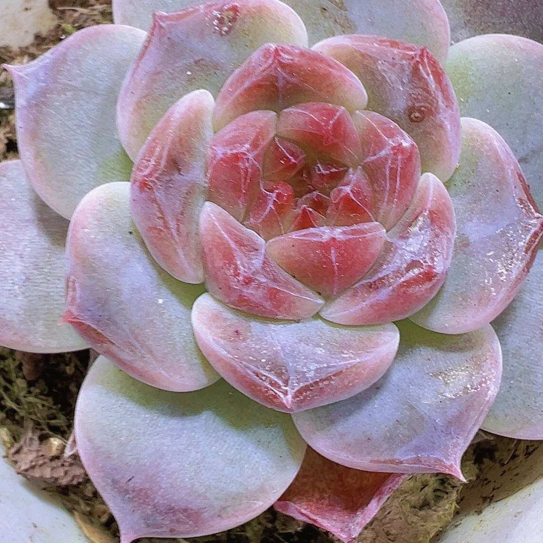 八角盆钻石红冰多肉19包邮