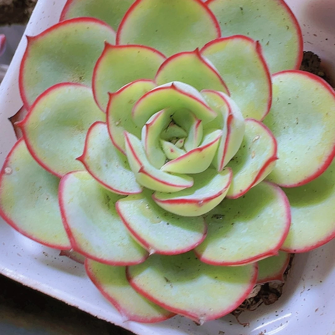 帕拉梅拉带盆带土