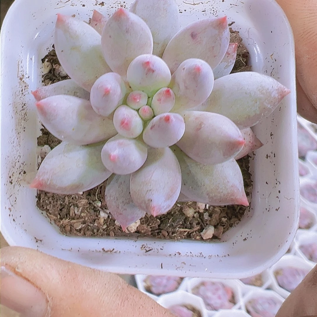 小所罗门多肉植物