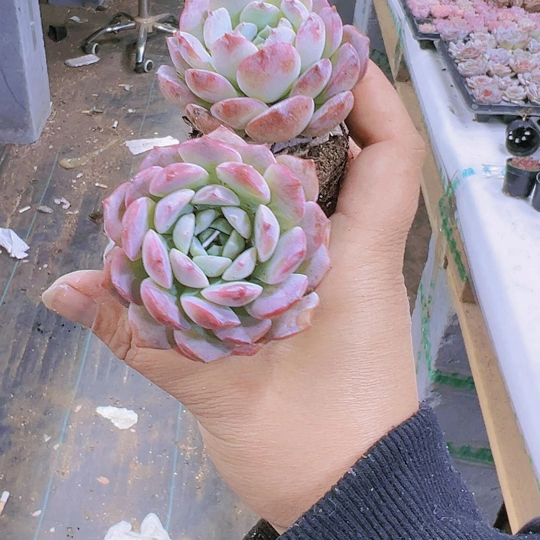 粉包子2个多肉植物19包邮