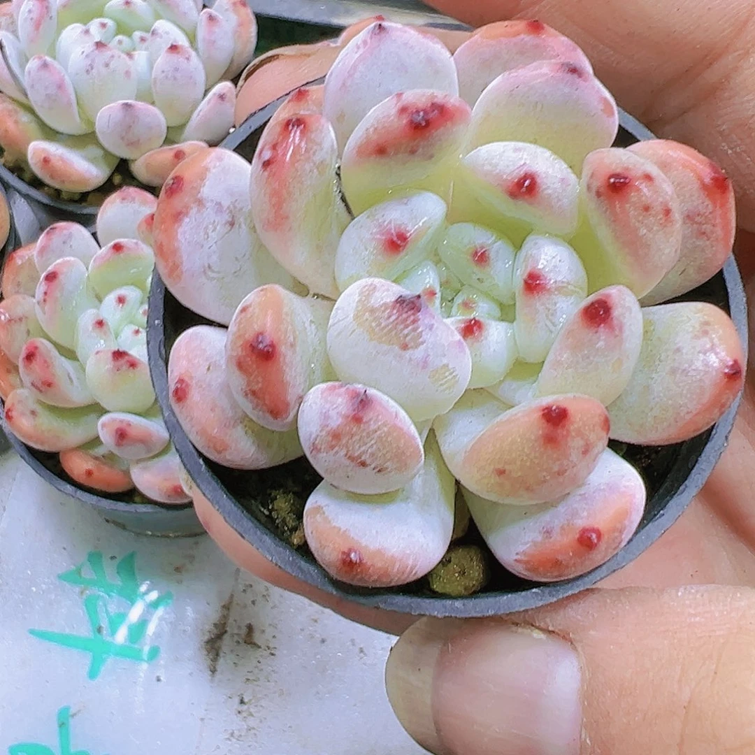 雪爪多肉19包邮多肉19包邮