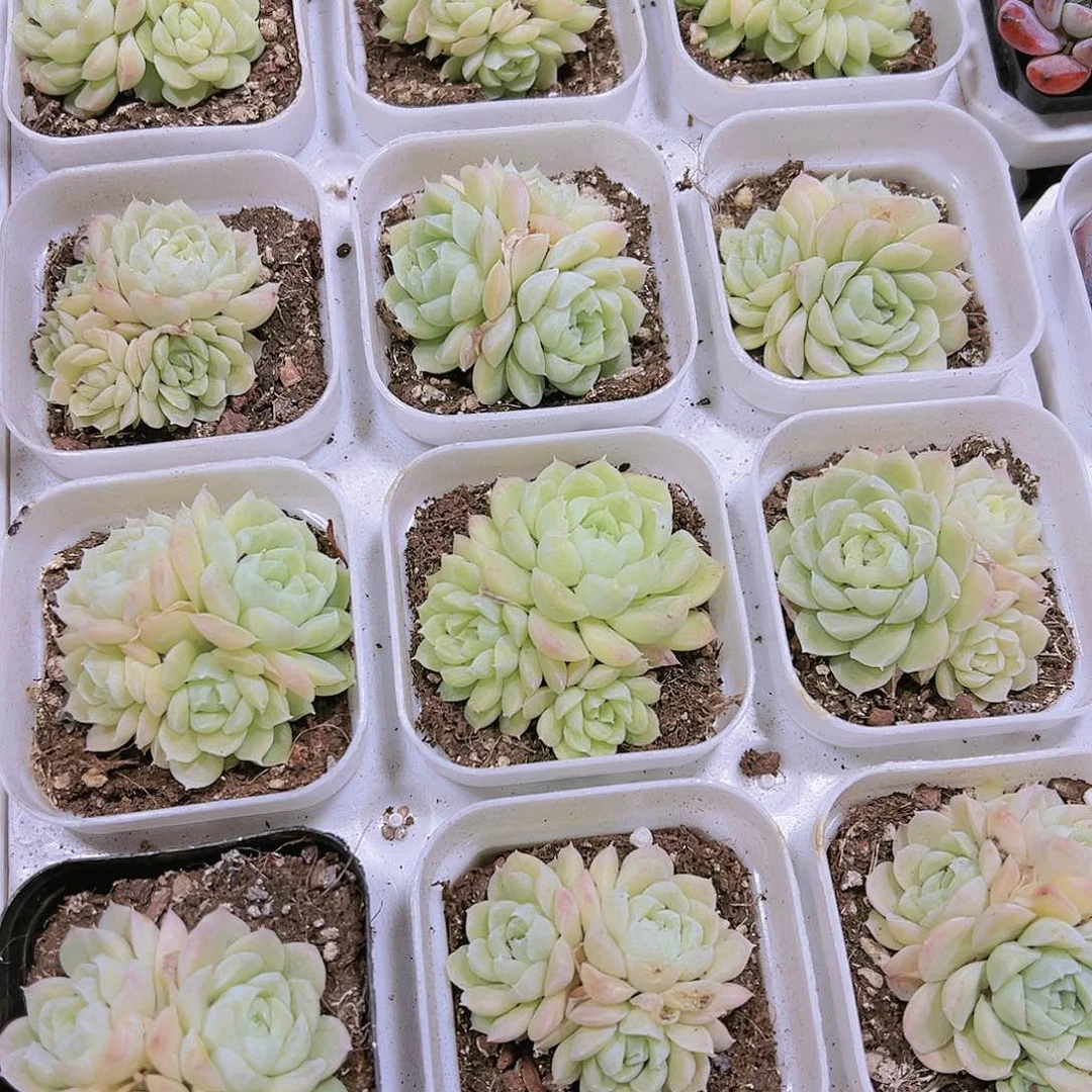 白月影群多肉植物