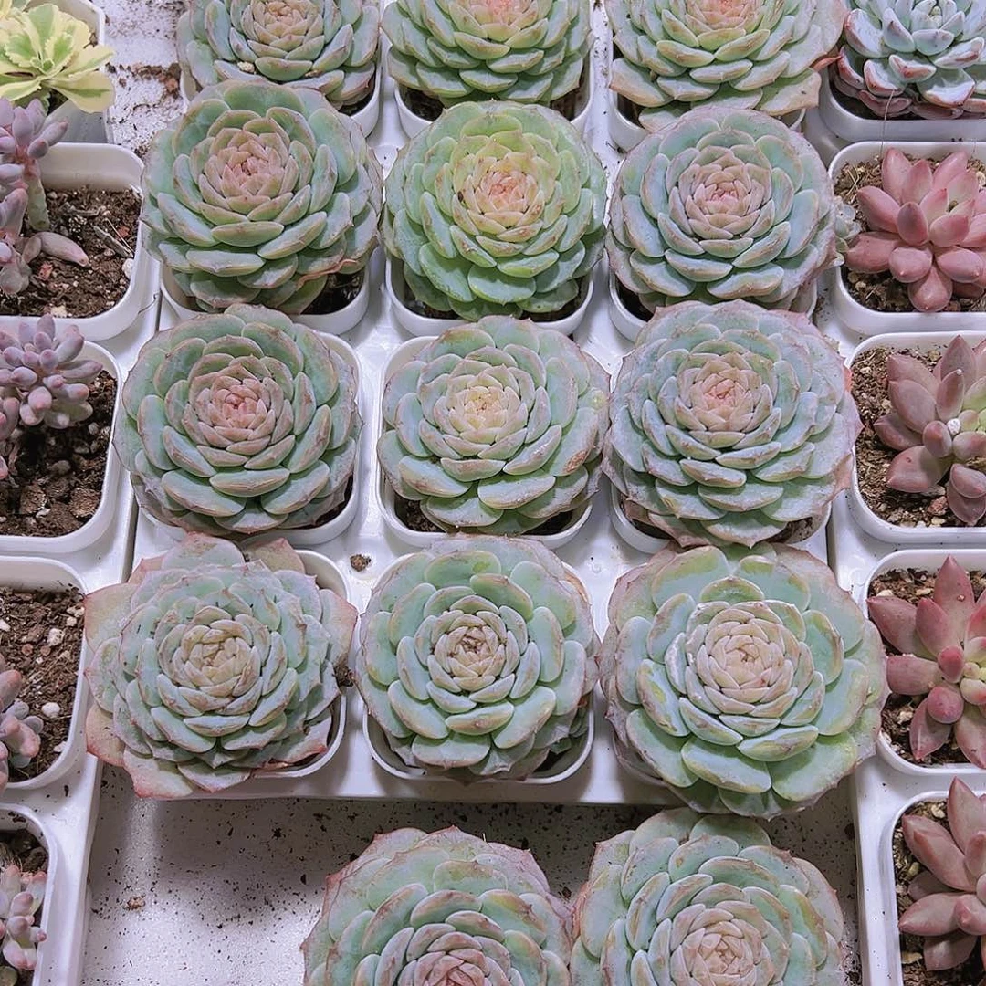 大纯爱带盆带土多肉