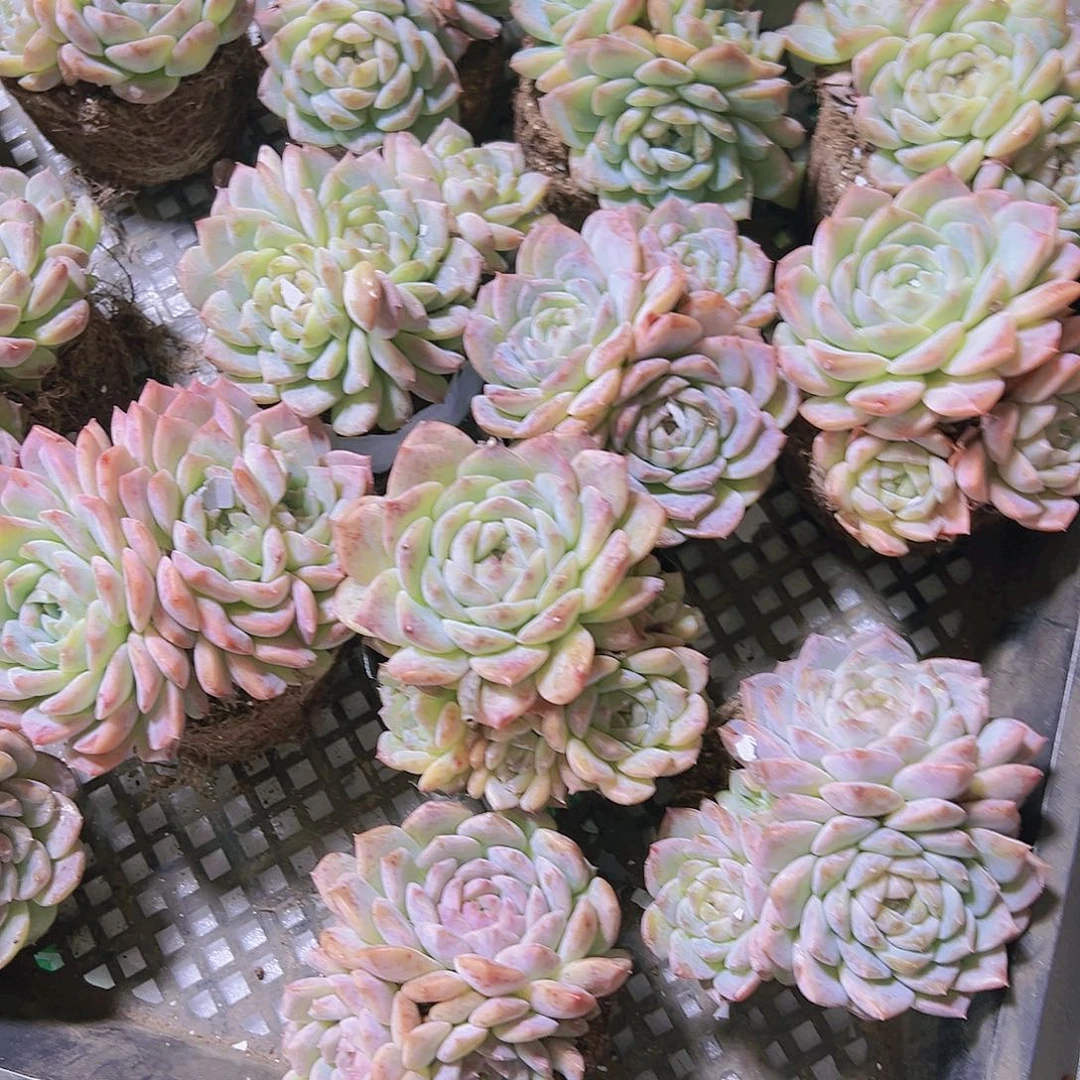 老冰魄群多肉植物福利