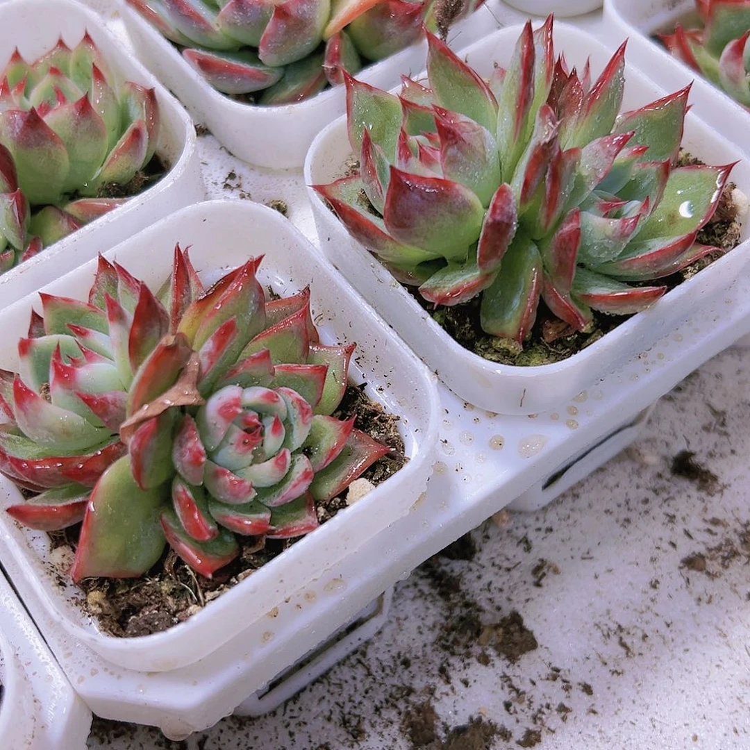 双头惊鸿吉娃娃多肉植物福利