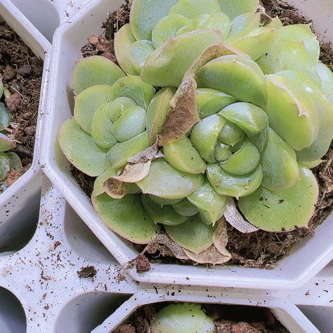 8角盆胖虎珍妮群