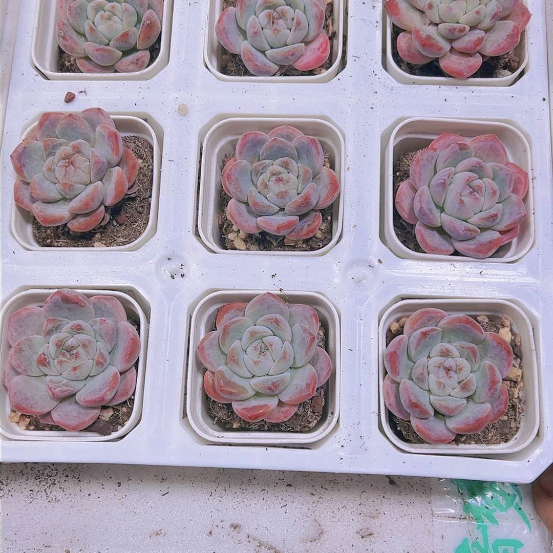 刚毅杂多肉植物19包邮