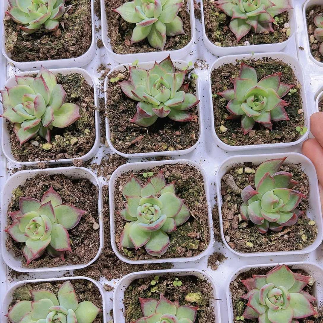 惊鸿仙子单头带盆带土