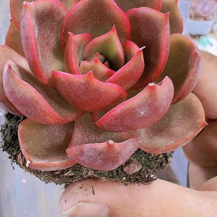 红灯带盆带土多肉