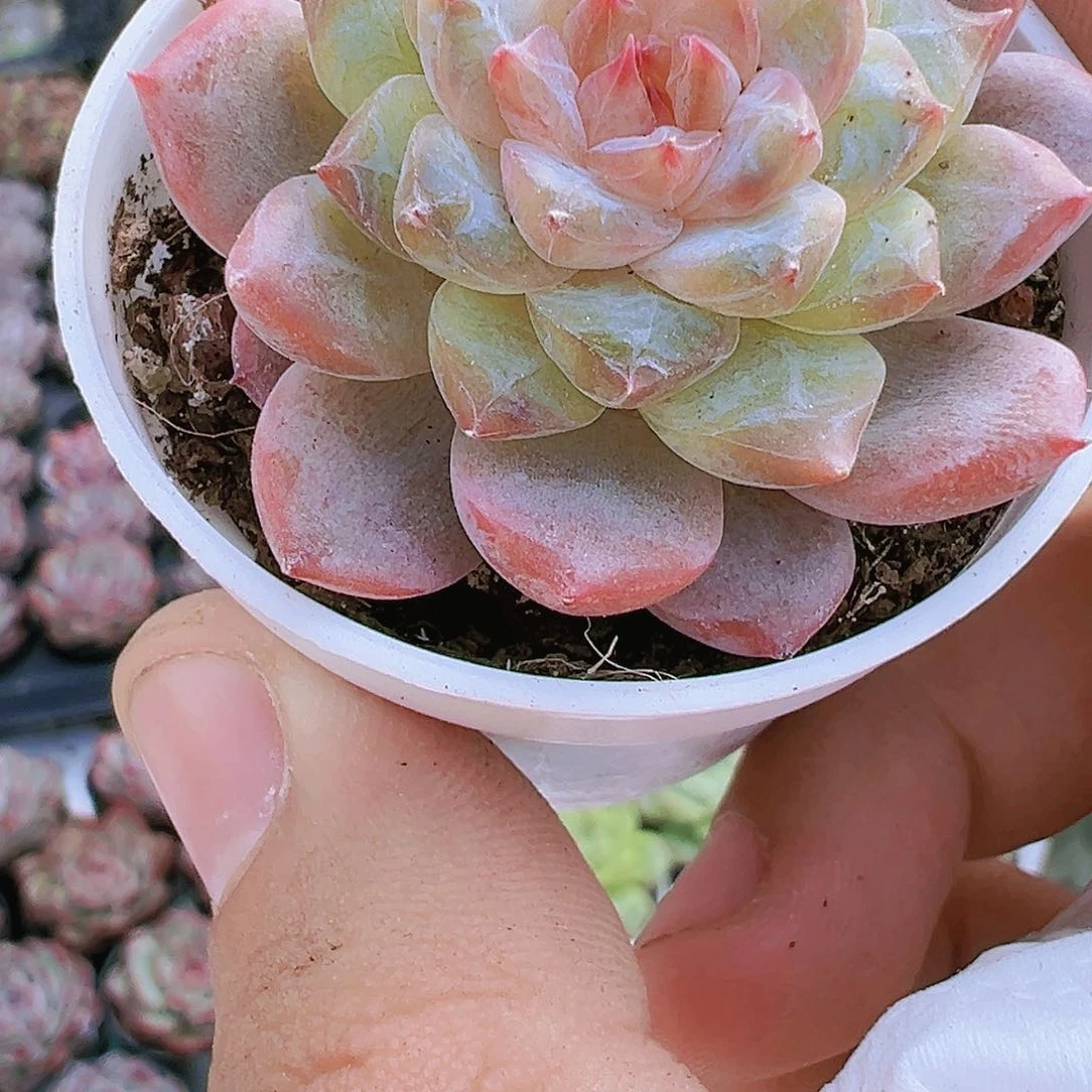 粉胭脂多肉植物19包邮