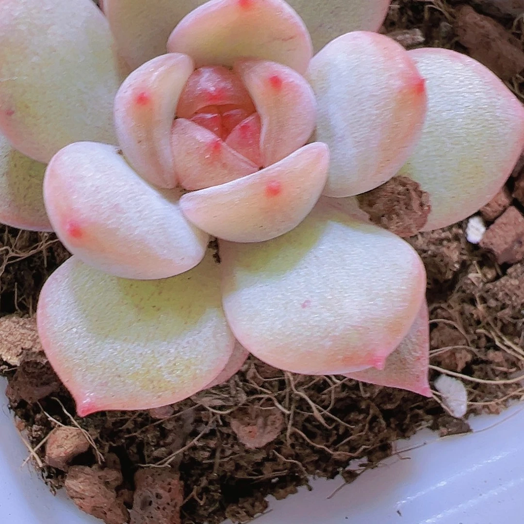 红恋多肉植物19包邮