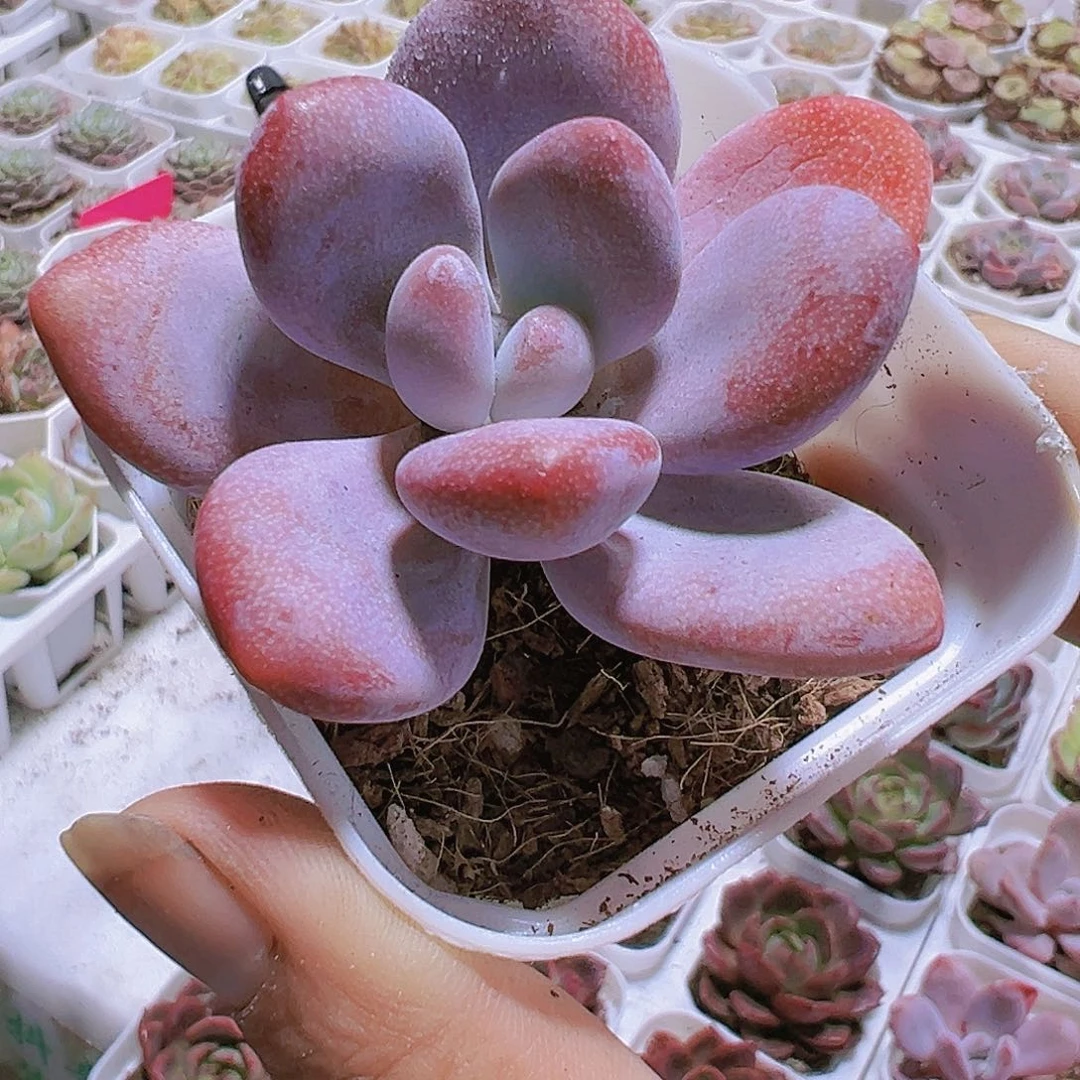 粉兔带盆带土黑盆
