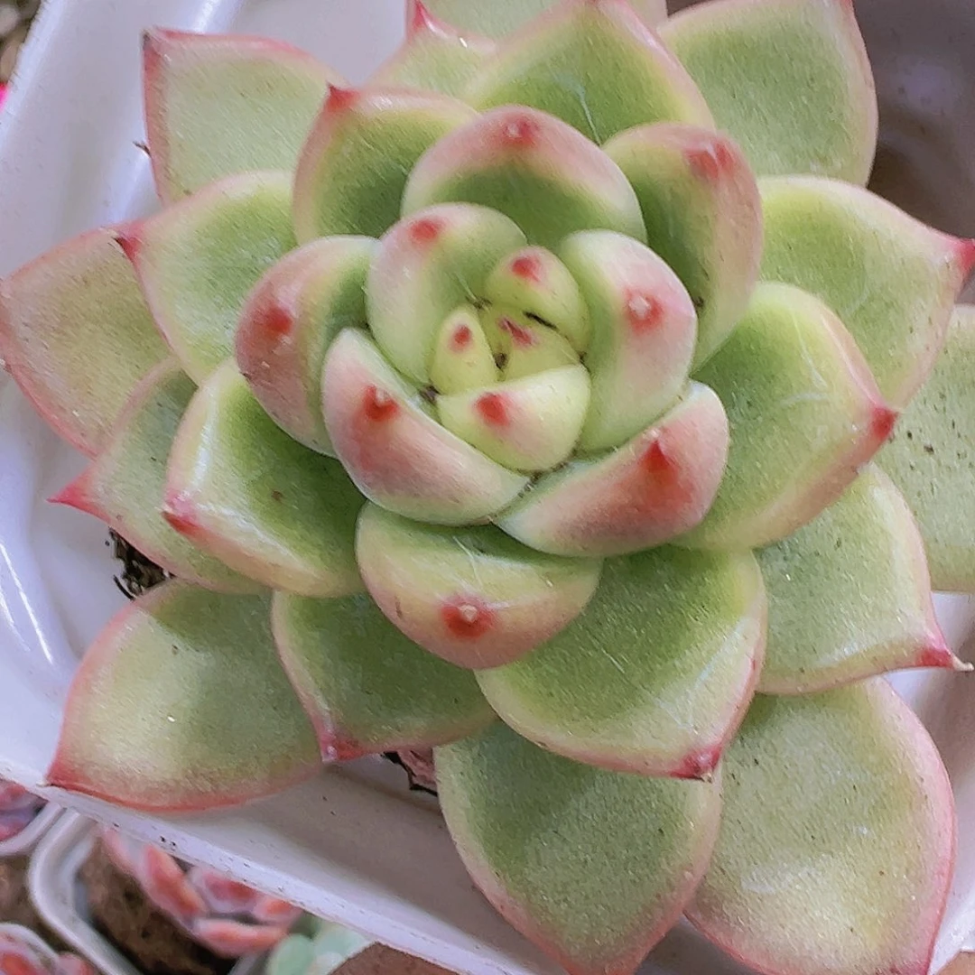 清朗珍妮55盆带盆带土