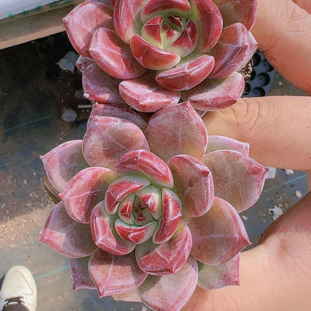 夜魔侠两盆多肉植物19包邮