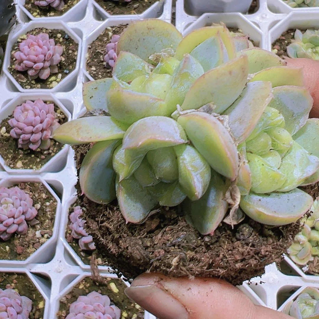 胖虎珍妮群带盆带土8角盆