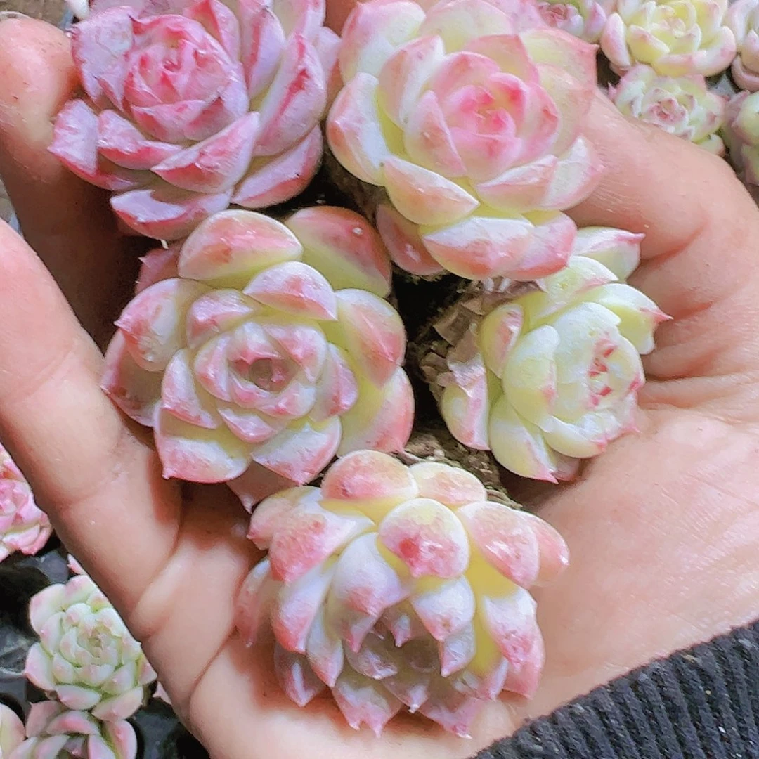 白桃汽水苗5个多肉植物