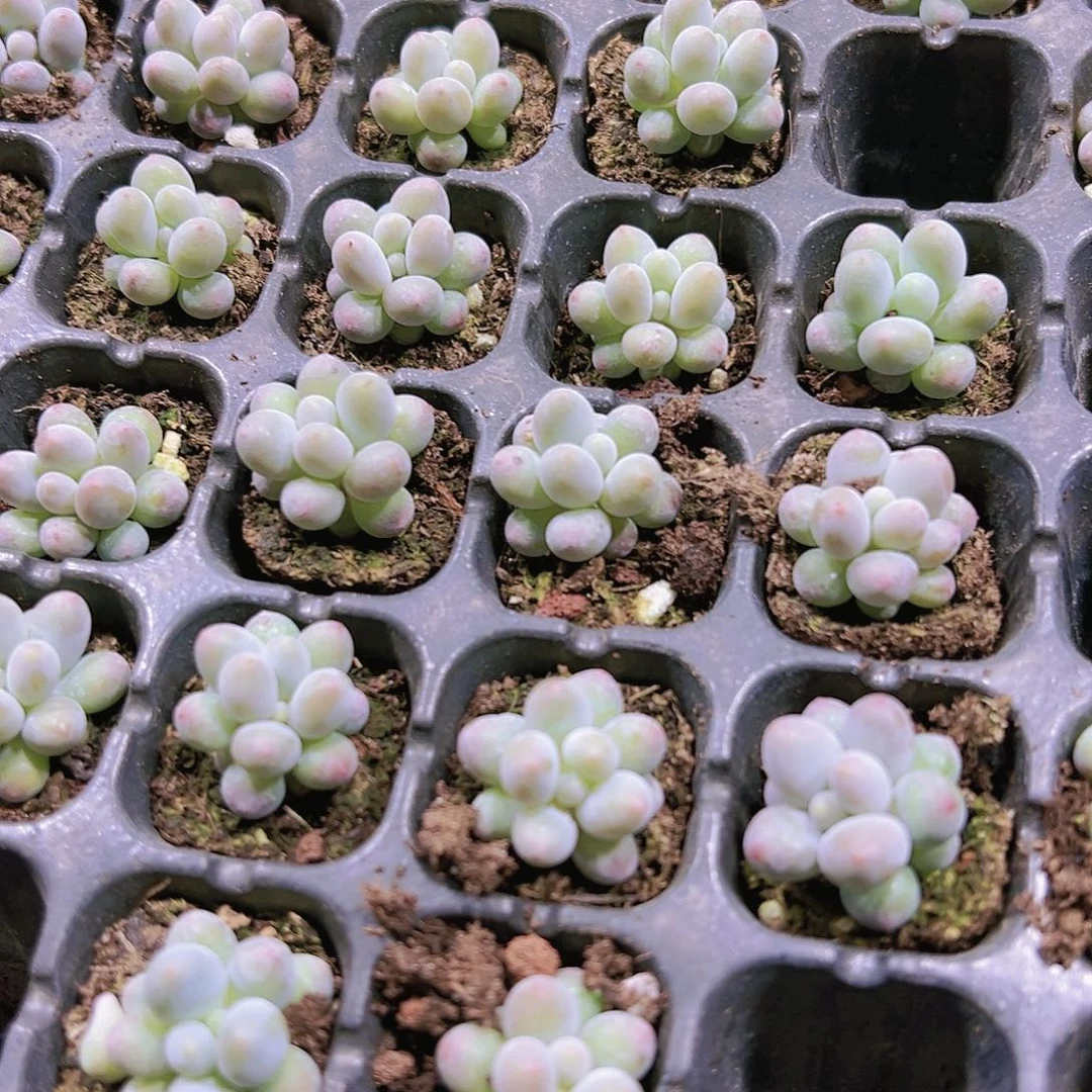 小汤圆苗五颗多肉植物19包邮