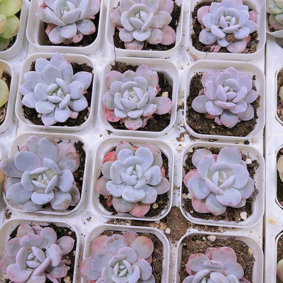 雪莲多肉植物19包邮