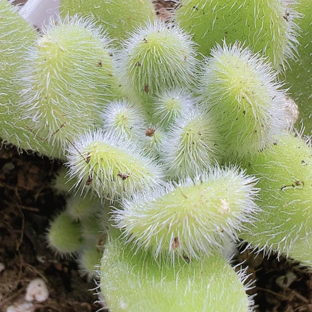 信东尼多肉19包邮