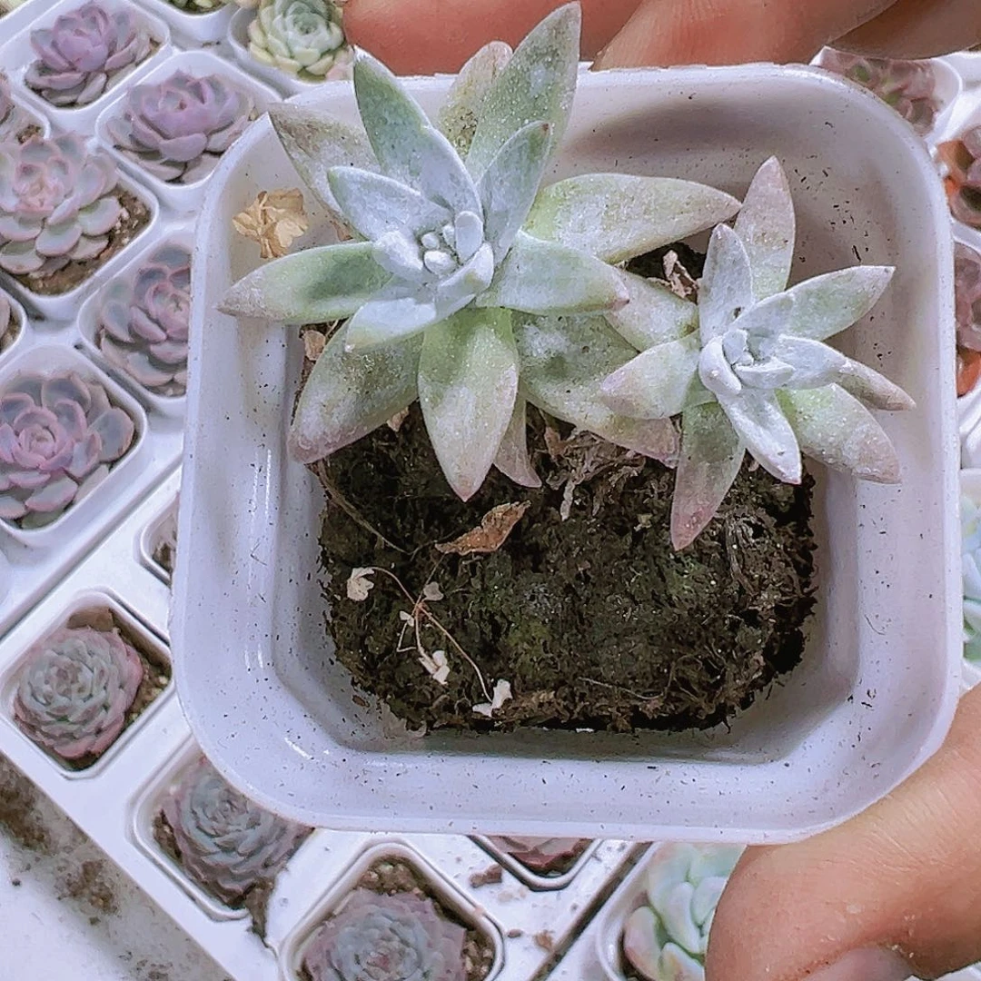 白菊带盆带土多肉19包邮