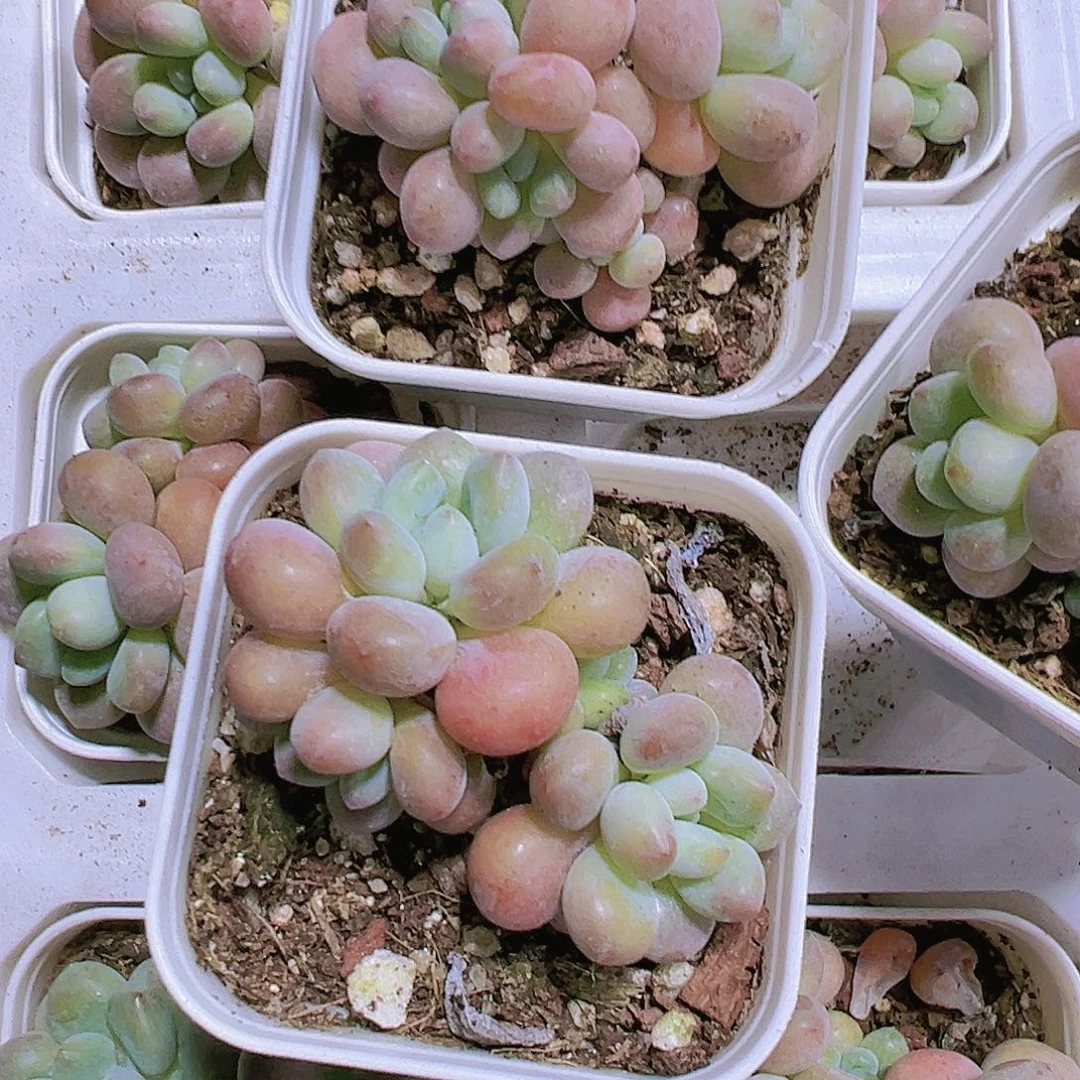 小鱼子酱多肉植物