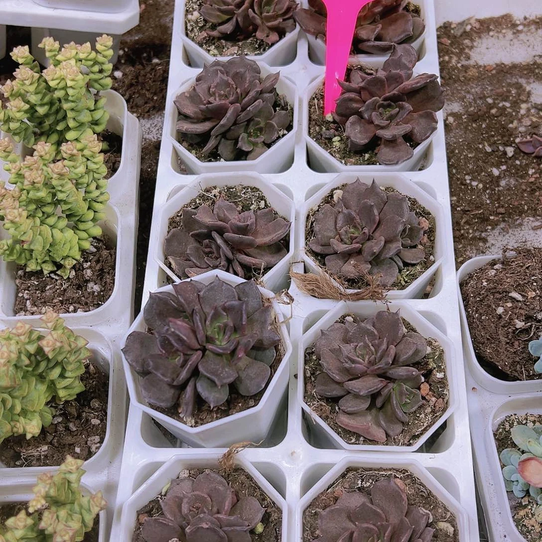 黑饺子皮带盆带土样品