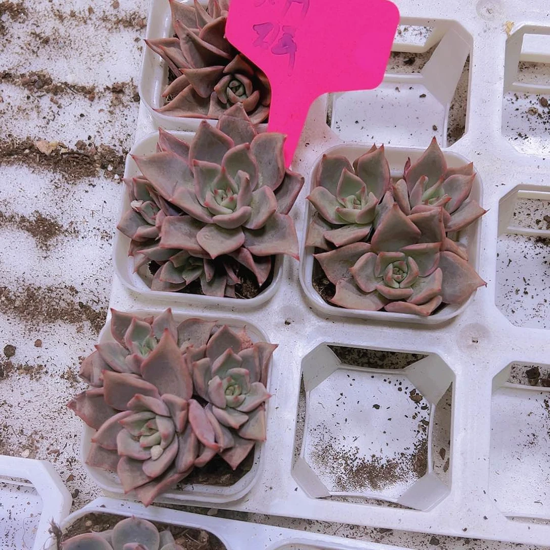 粉饺子皮群带盆带土