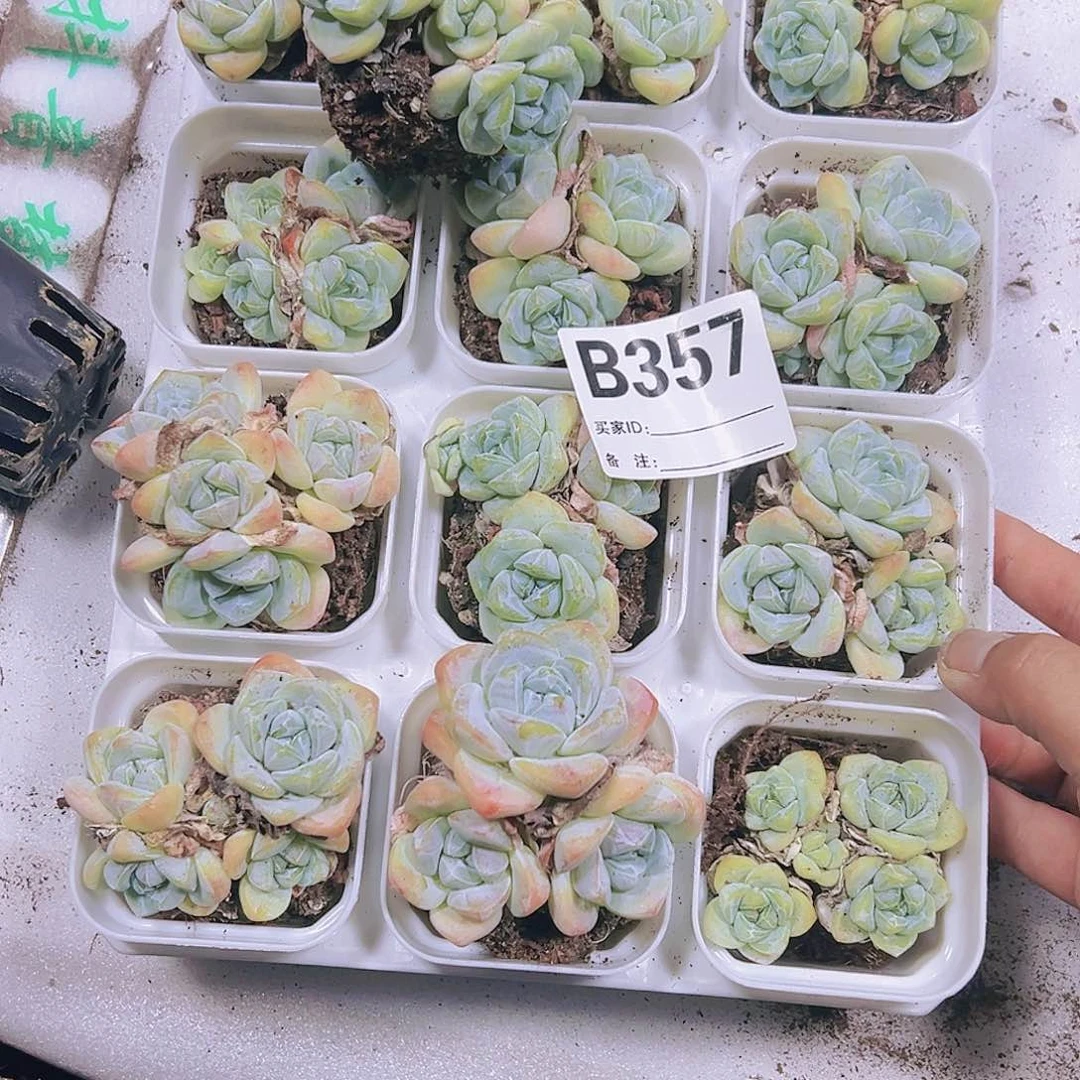 357钻石冰玉14个多肉