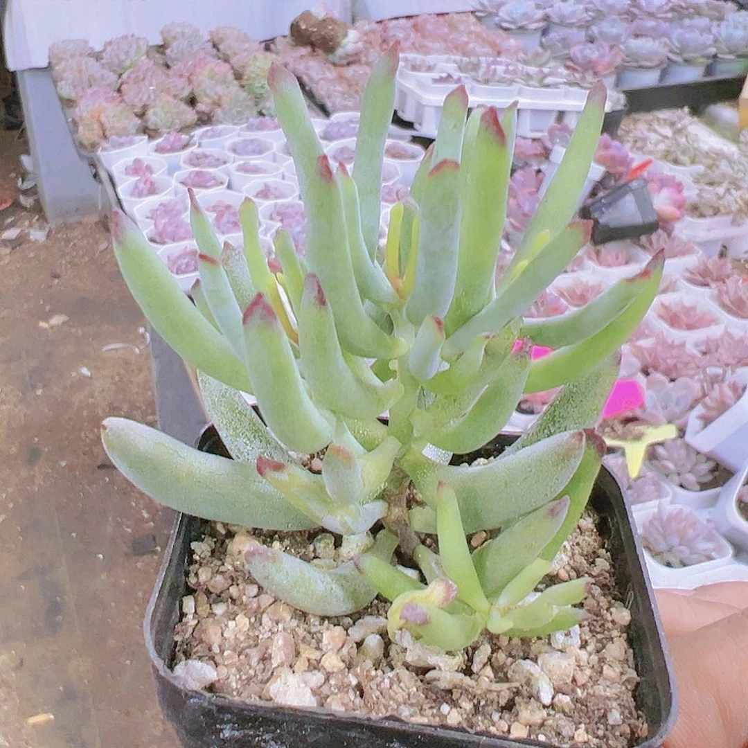 香蕉手指多肉植物