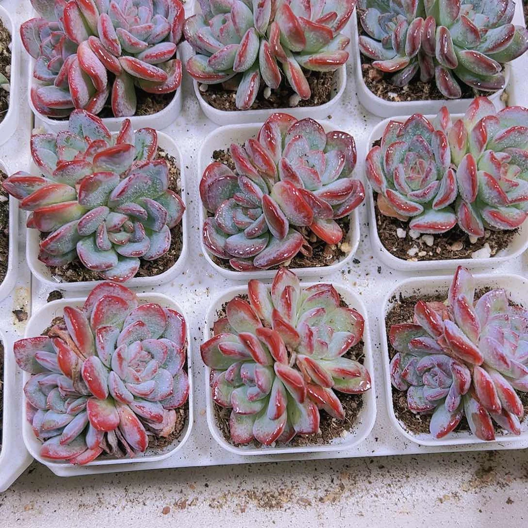 双头雪夜多肉19包邮