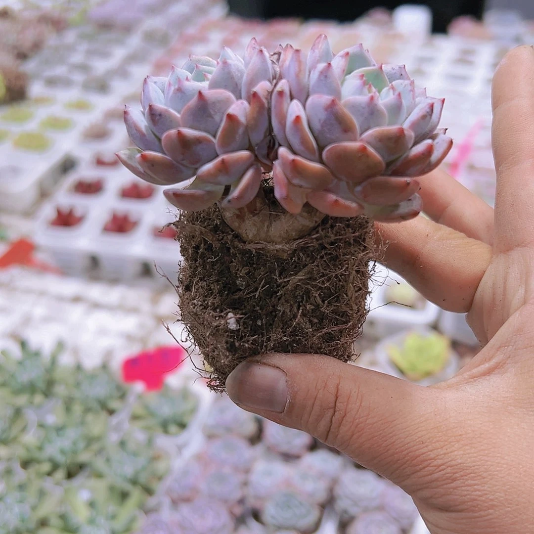双头蓝莲花带盆带土