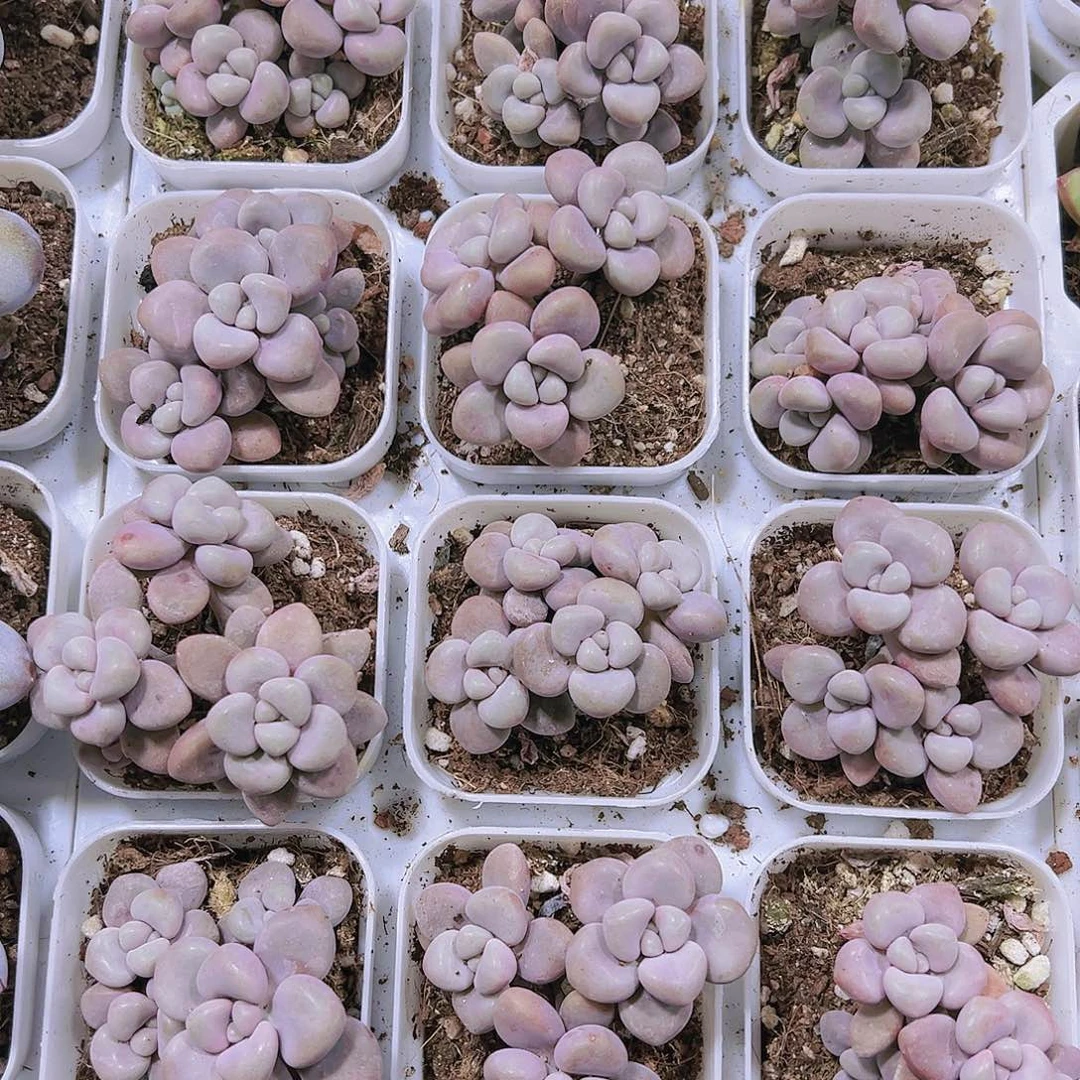 矮桩艾伦多肉植物19包邮