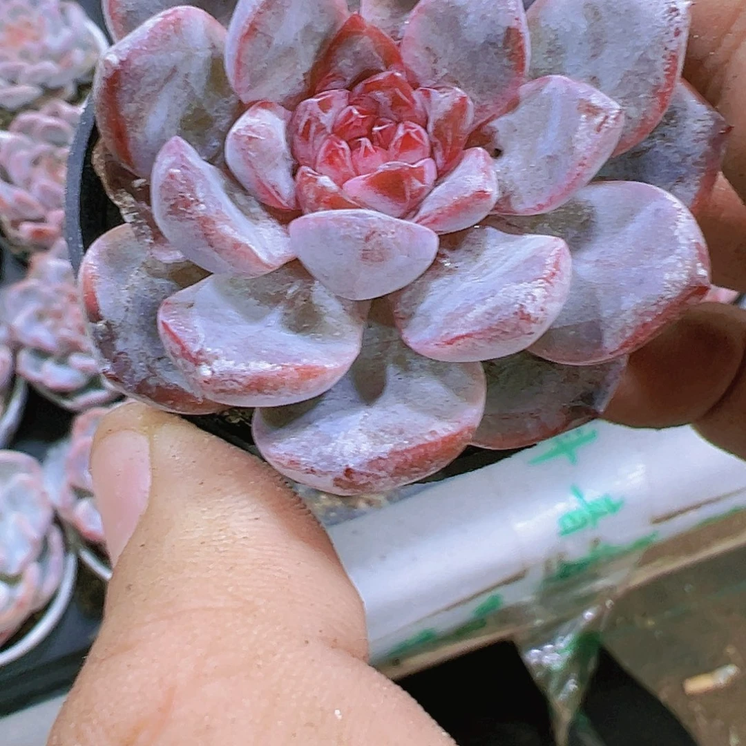 风情珍妮多肉植物带盆带土