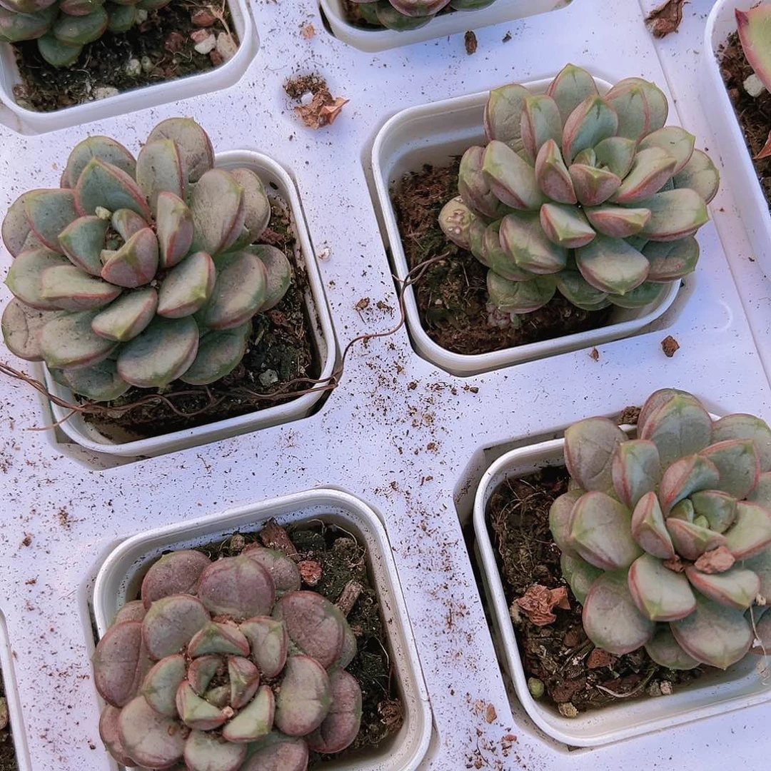 葡萄五厘米多肉带带土