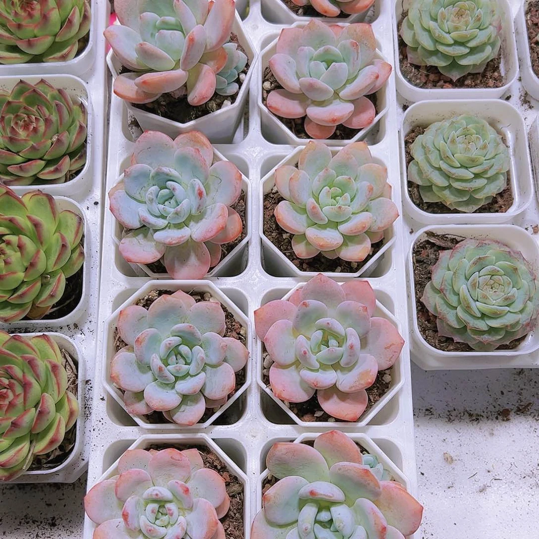 冷香带盆带土黑盆