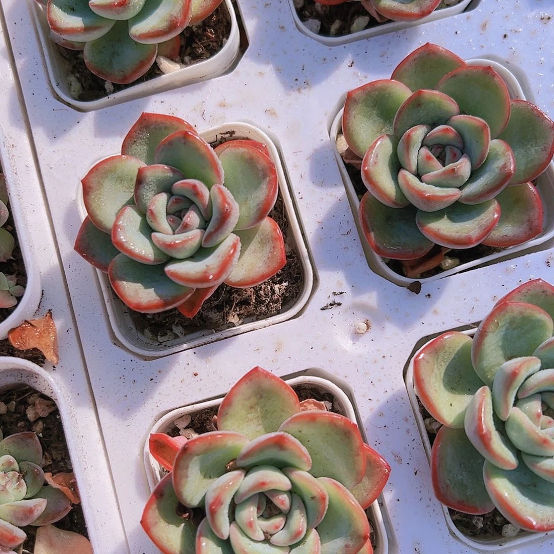 奶油泡芙多肉植物19包邮