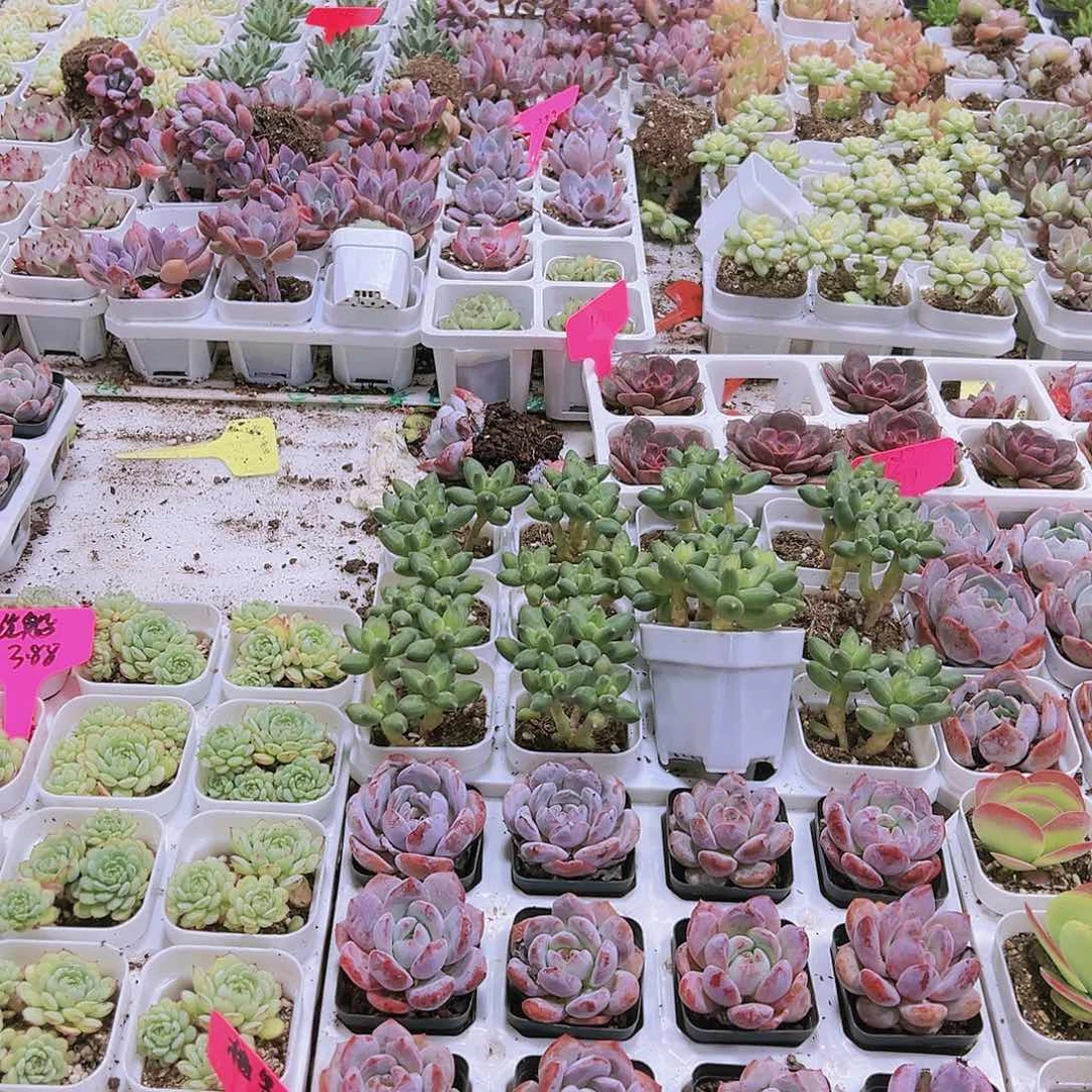 拍此链接黑盆发货19包邮