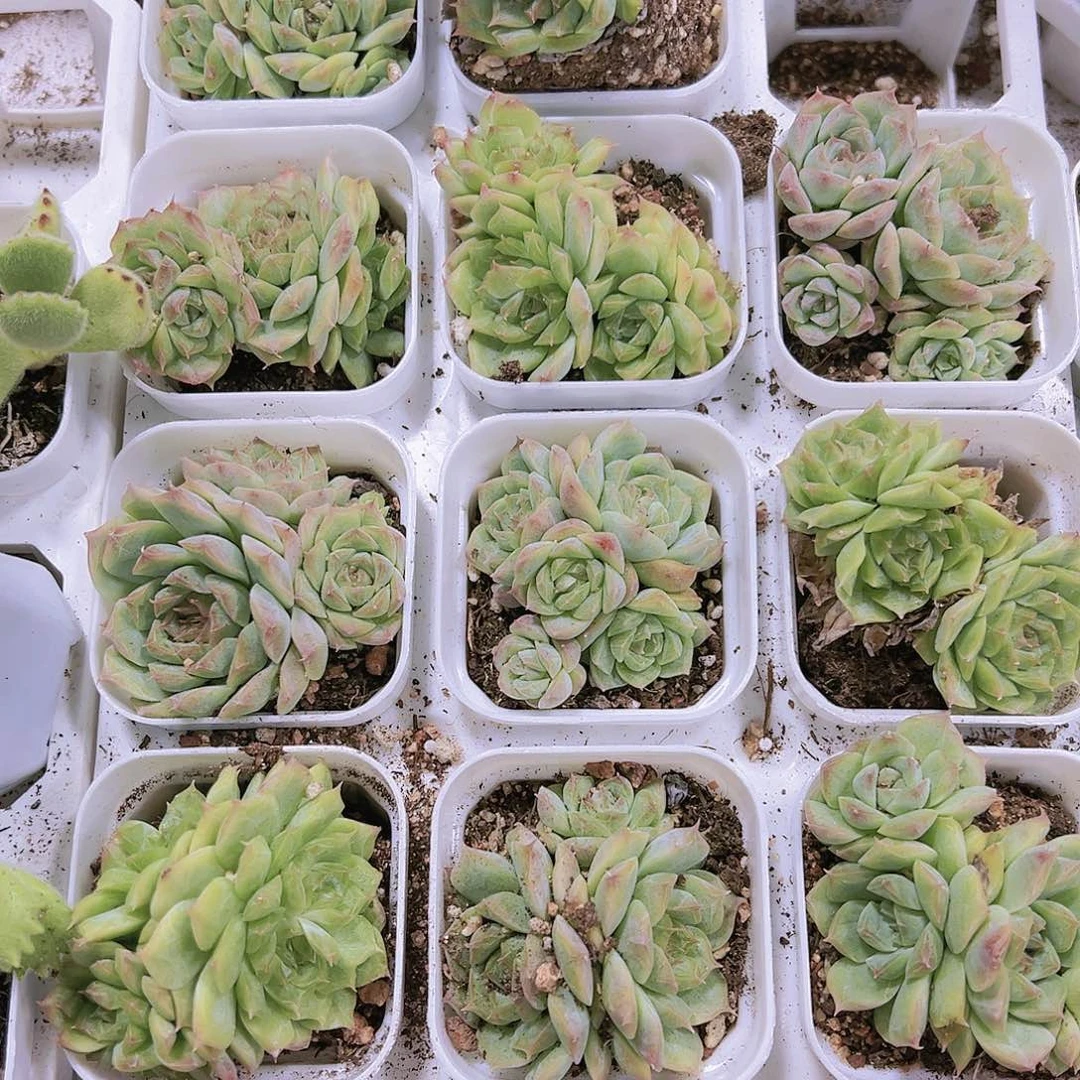 时**转桃熏女王群带盆带土6盆