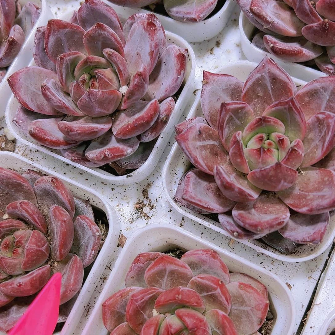 夜魔侠多肉植物19包邮