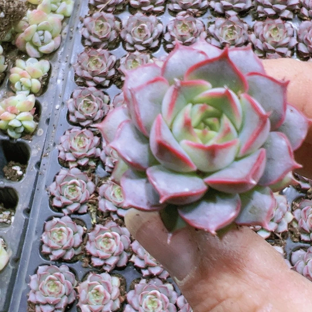 粉特7个多肉植物