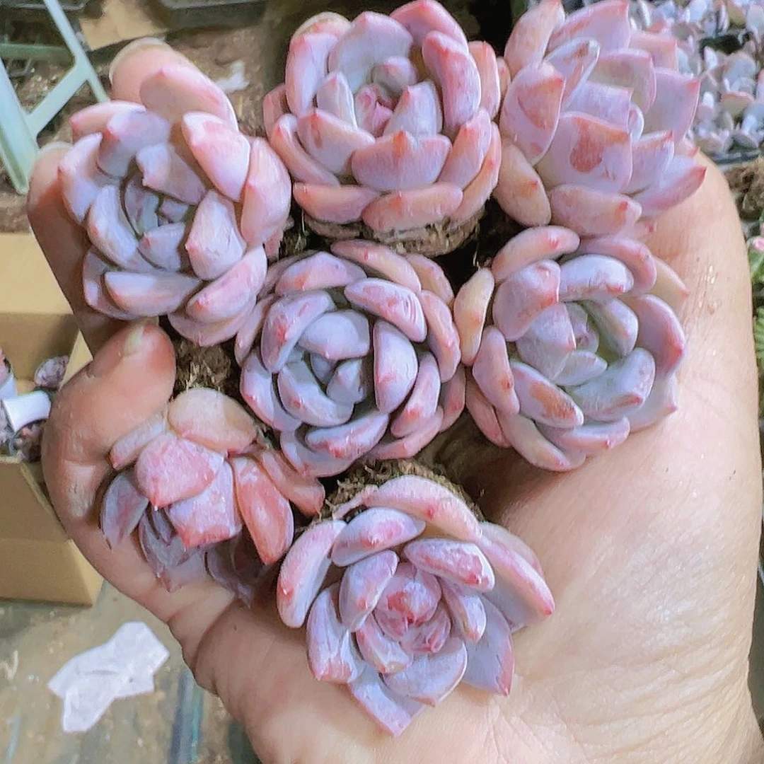 红石苗单头7个多肉