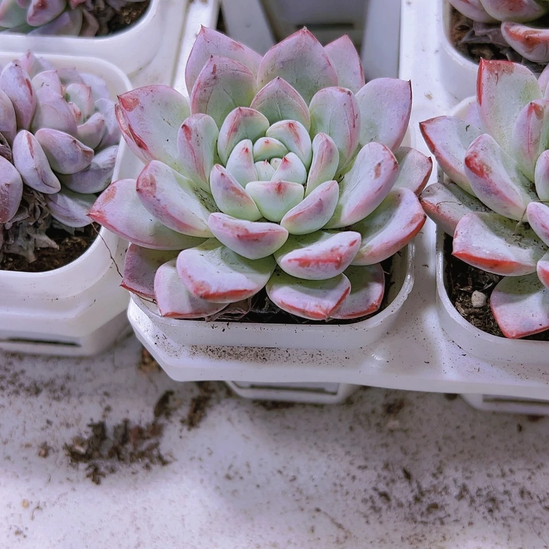 蓝橙多肉植物福利