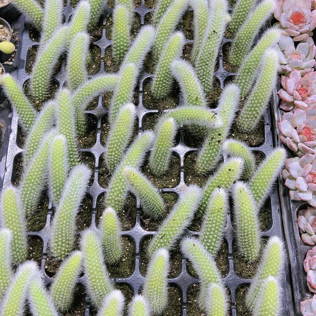 九尾2个多肉植物