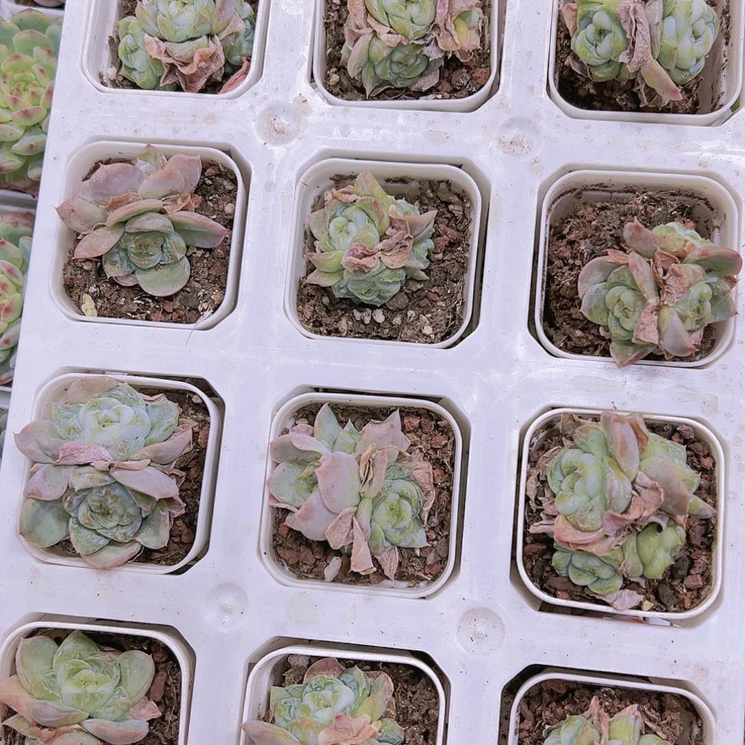 5厘米盆胖虎群带盆带土