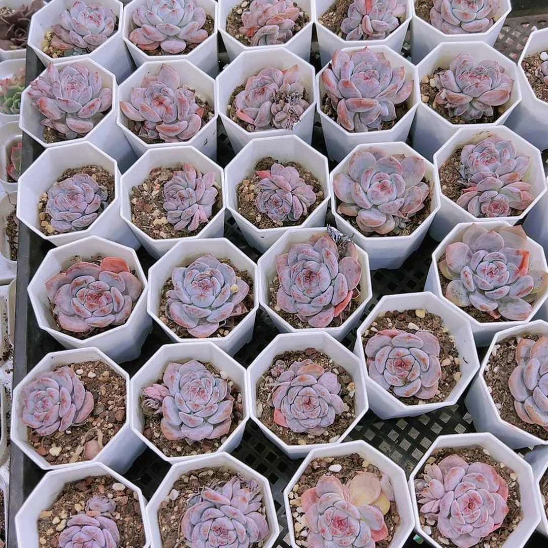 石榴子3盆混发无售后