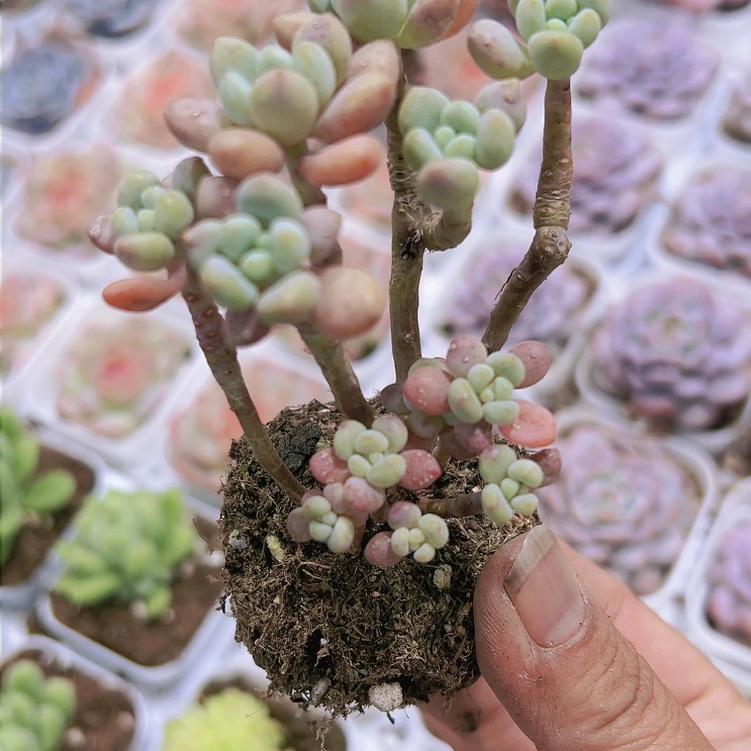 老桩洛可可多肉植物