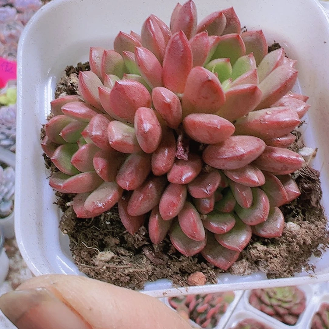 红宝石多肉植物19包邮