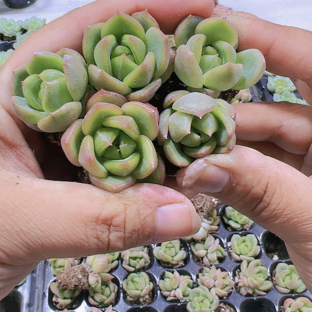 冰城苗5个多肉植物